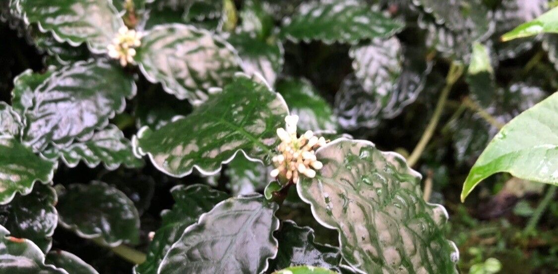 Psychotria verschuerenii leaf