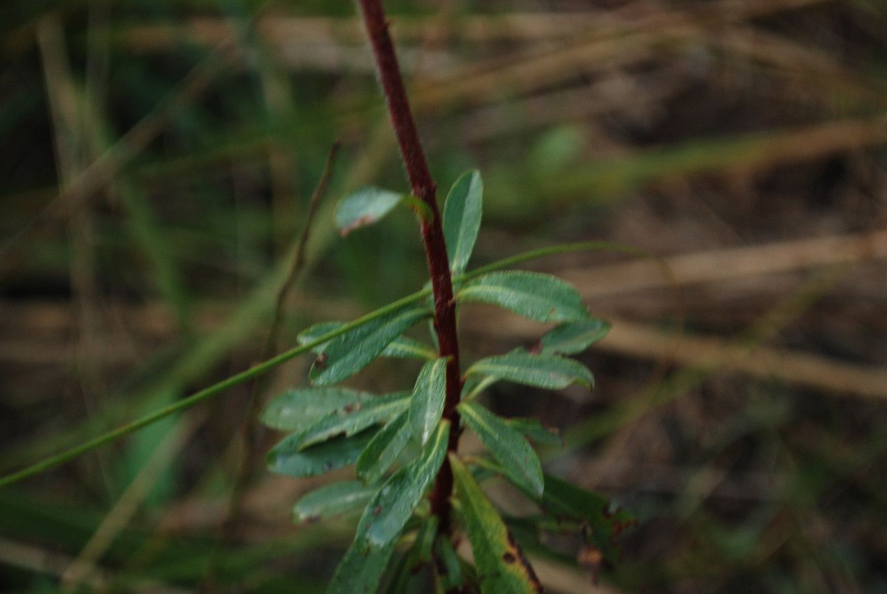 Euphorbia biumbellata — houseplant care guide