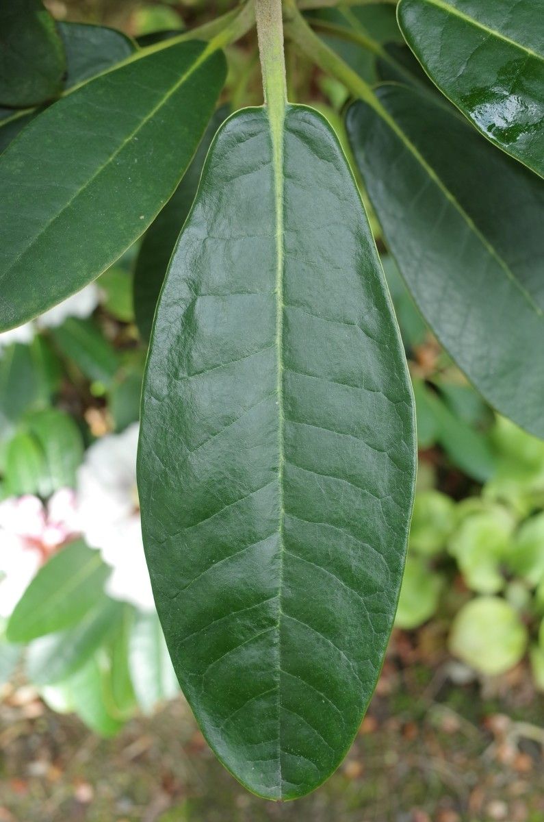 Rhododendron rex leaf