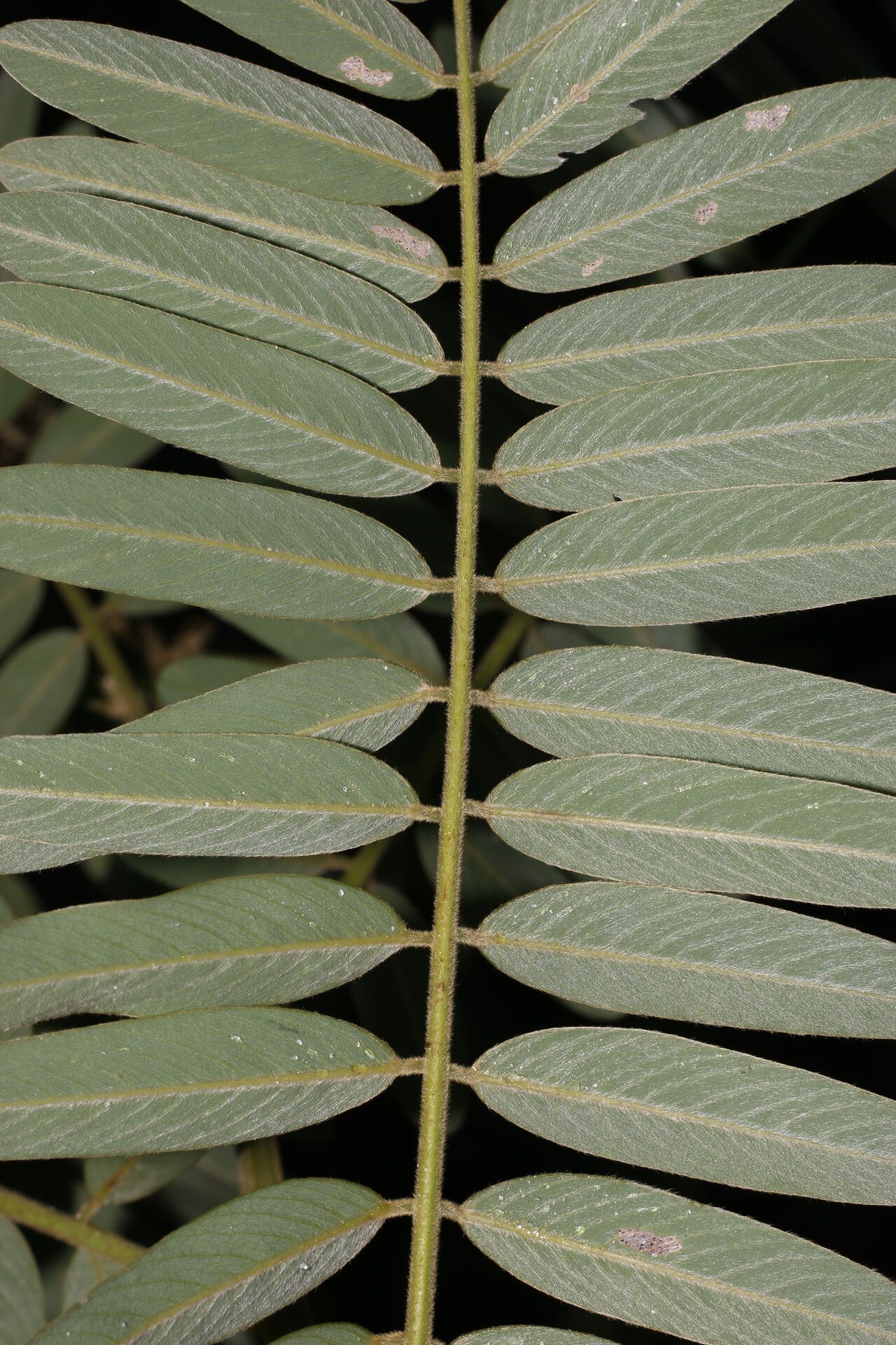Tephrosia multifolia leaf