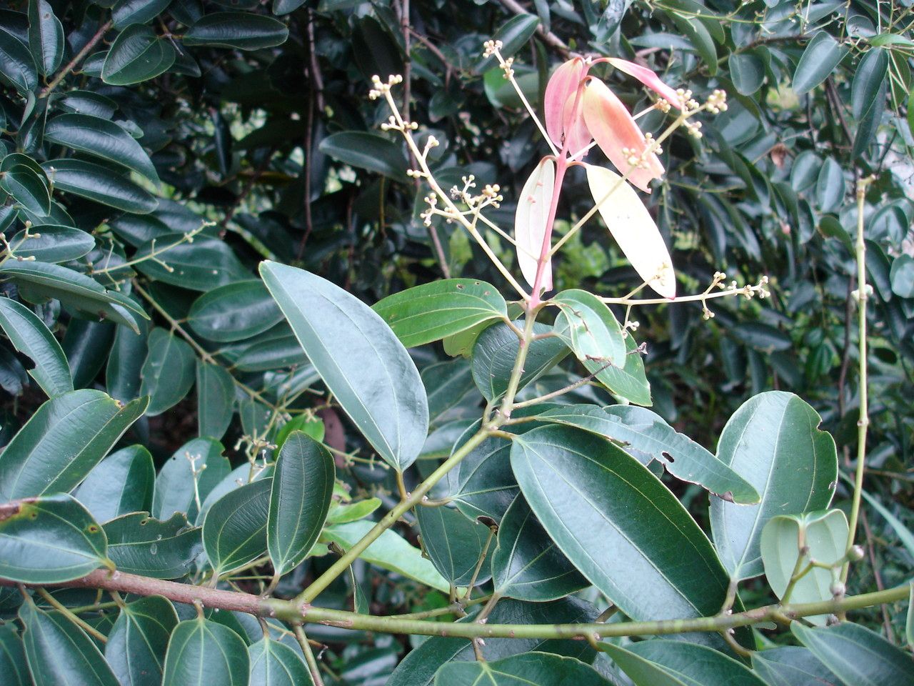 Cinnamomum zeylanicum — search result for 'Lauraceae'