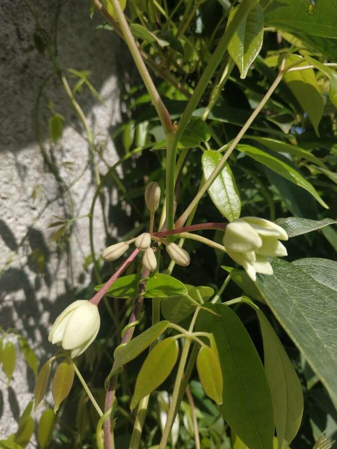 Holboellia latifolia flower