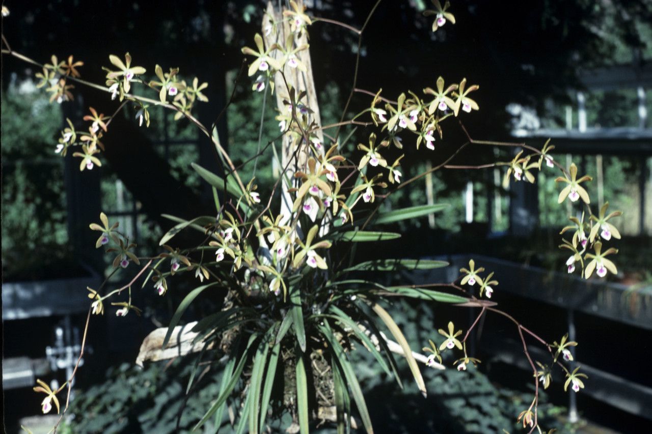 Encyclia tampensis habit