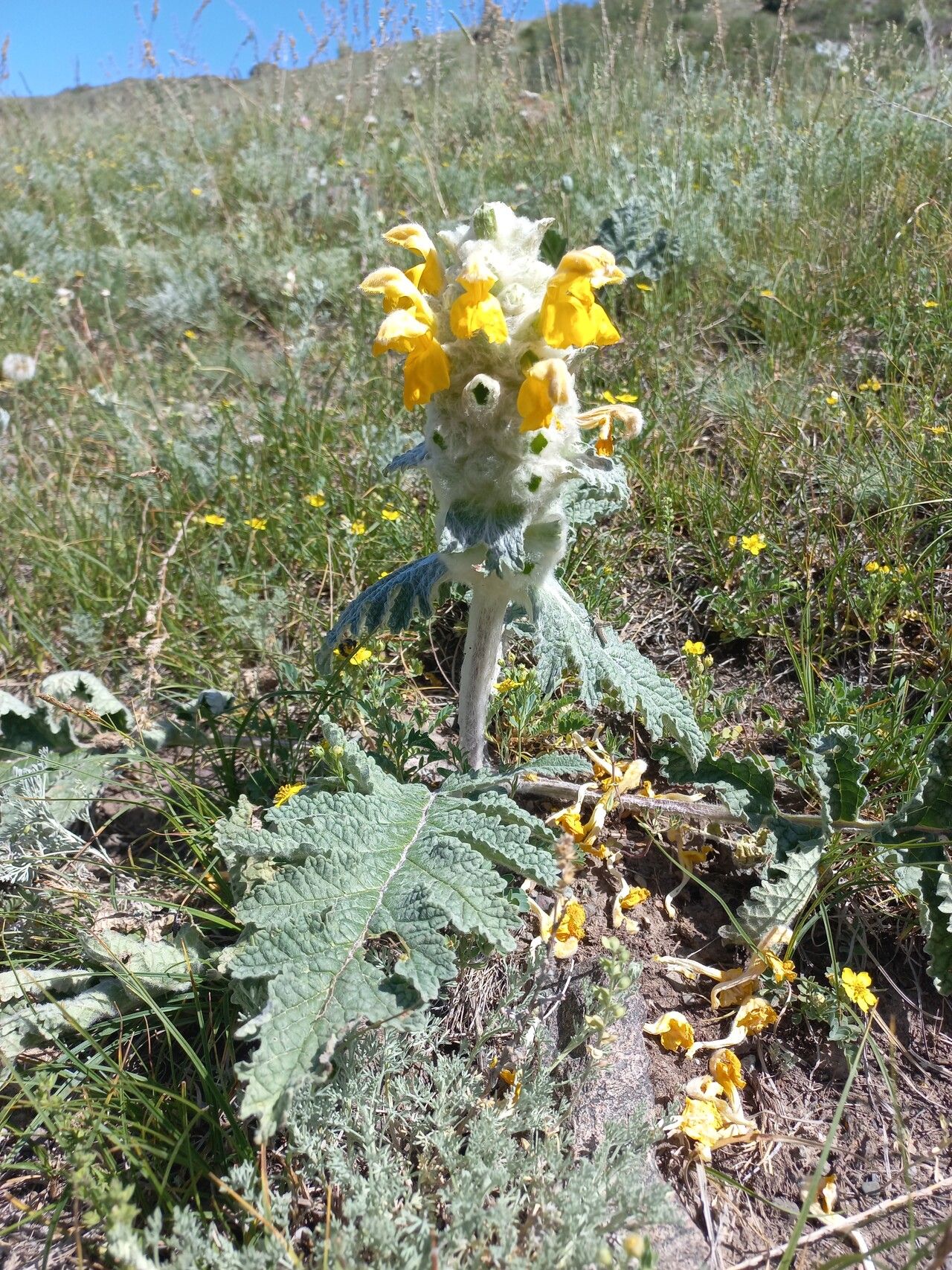 Phlomoides speciosa habit