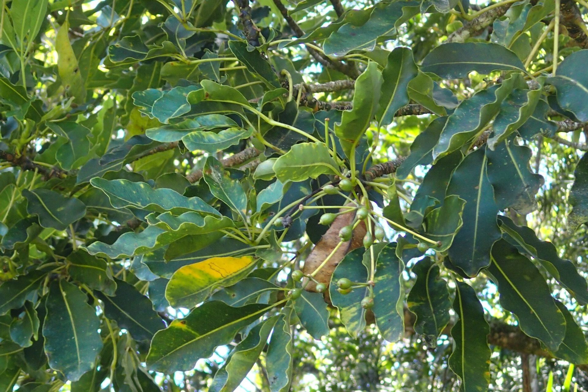 Plerandra pancheri fruit