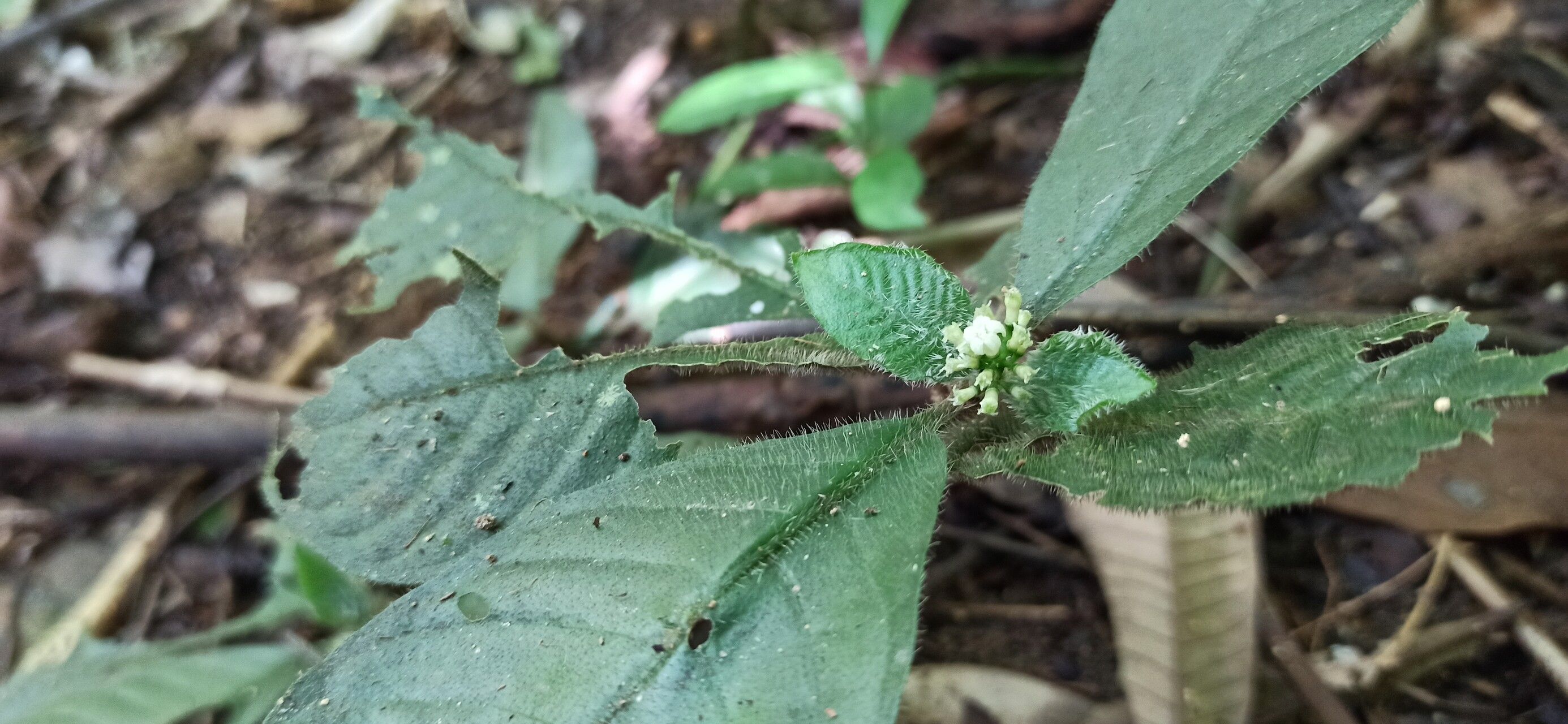 Psychotria humilis leaf
