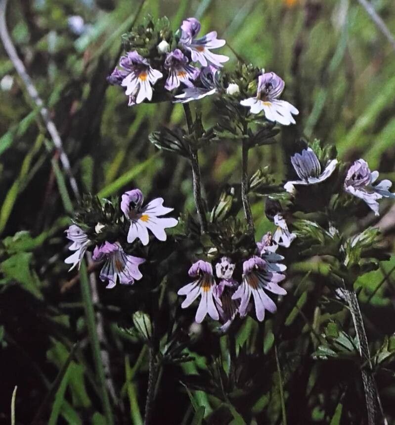 Euphrasia arctica — related species from the same genus