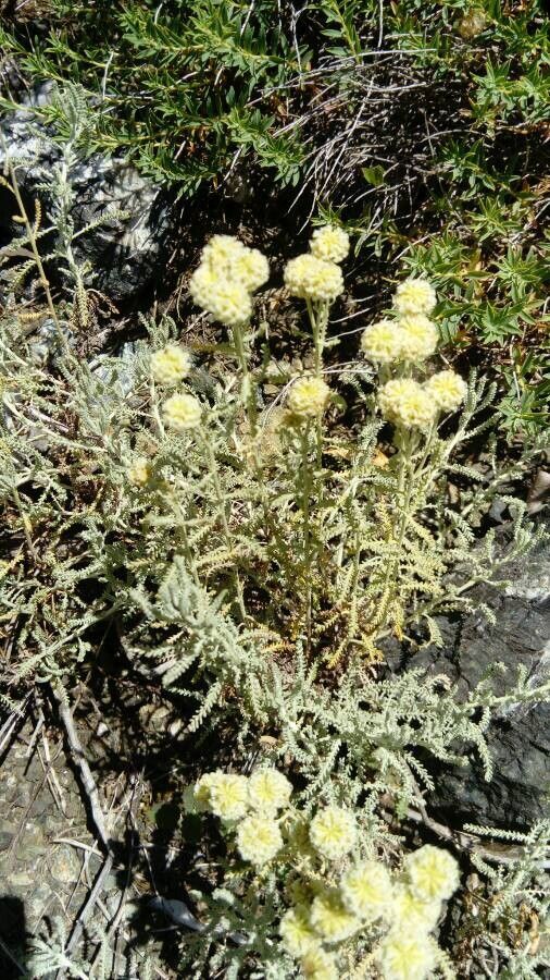 Santolina ligustica — search result for 'Santolina'