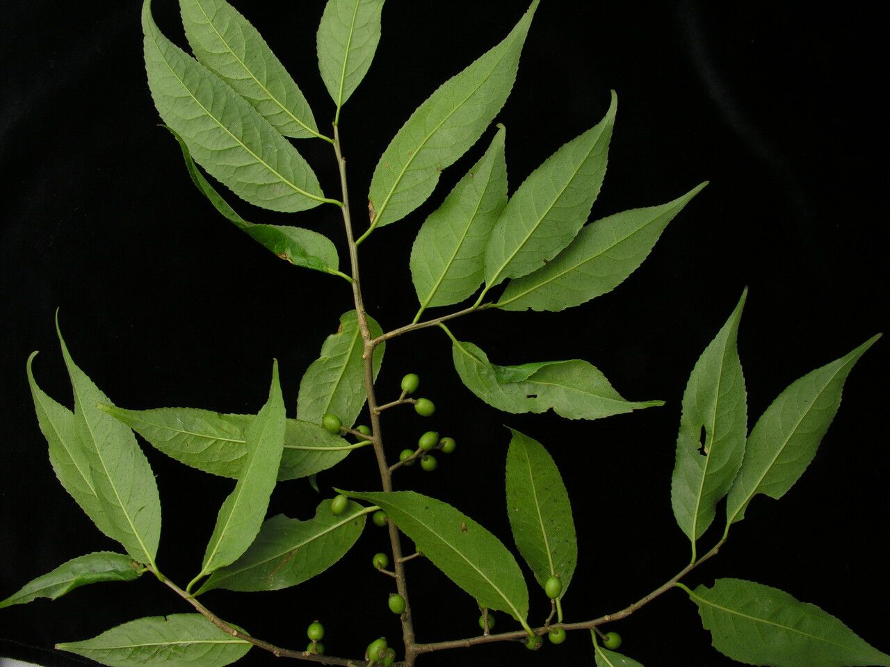 Symplocos ramosissima habit