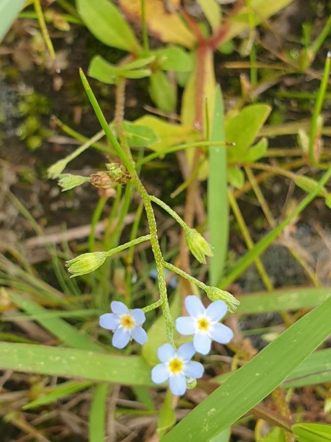 Myosotis laxa — houseplant care guide