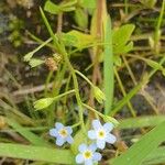 Myosotis laxa