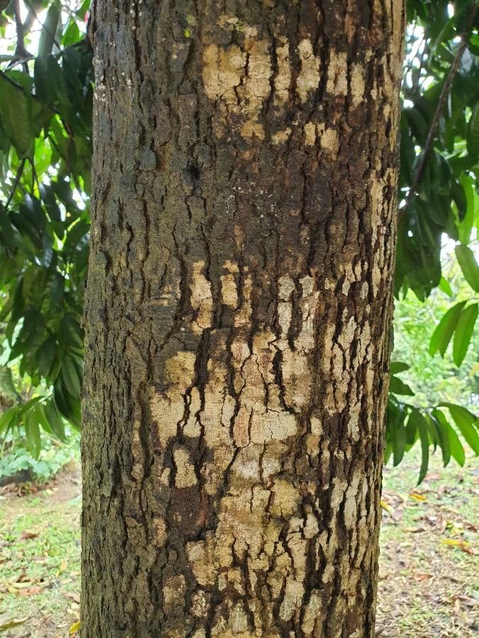 Garcinia atroviridis flower