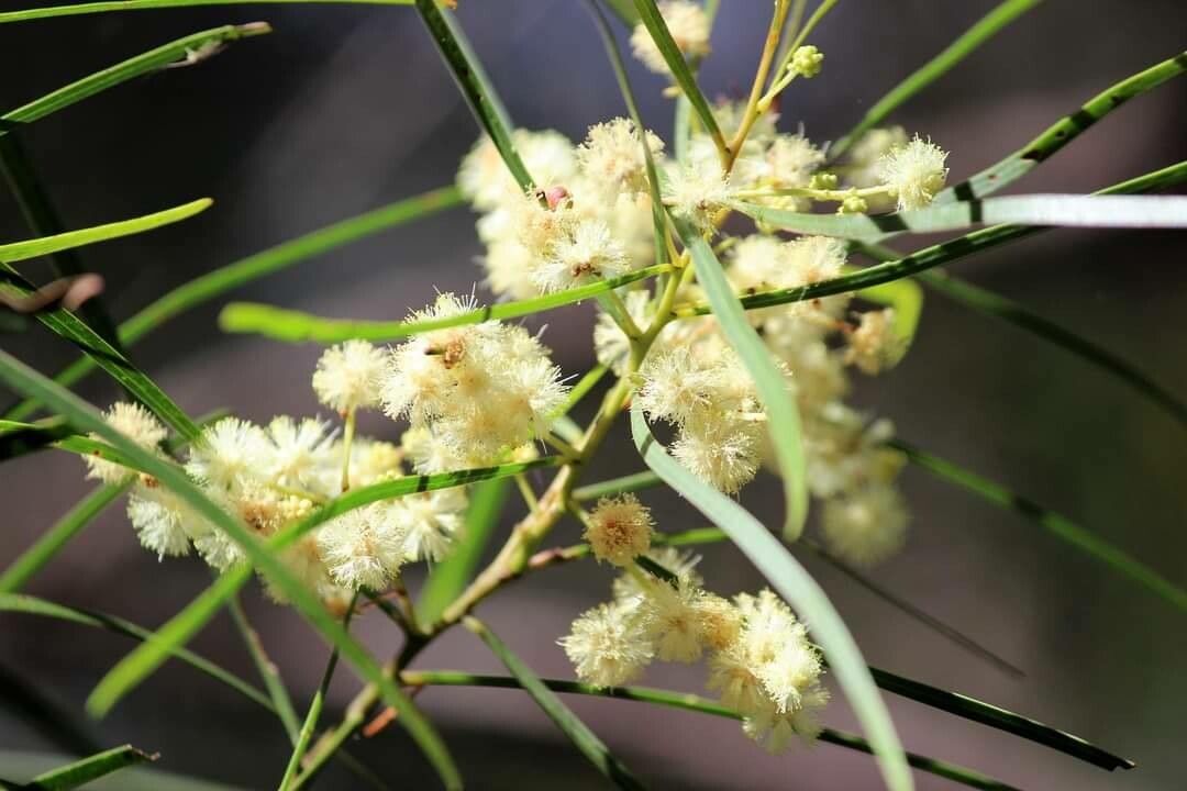 Acacia suaveolens flower