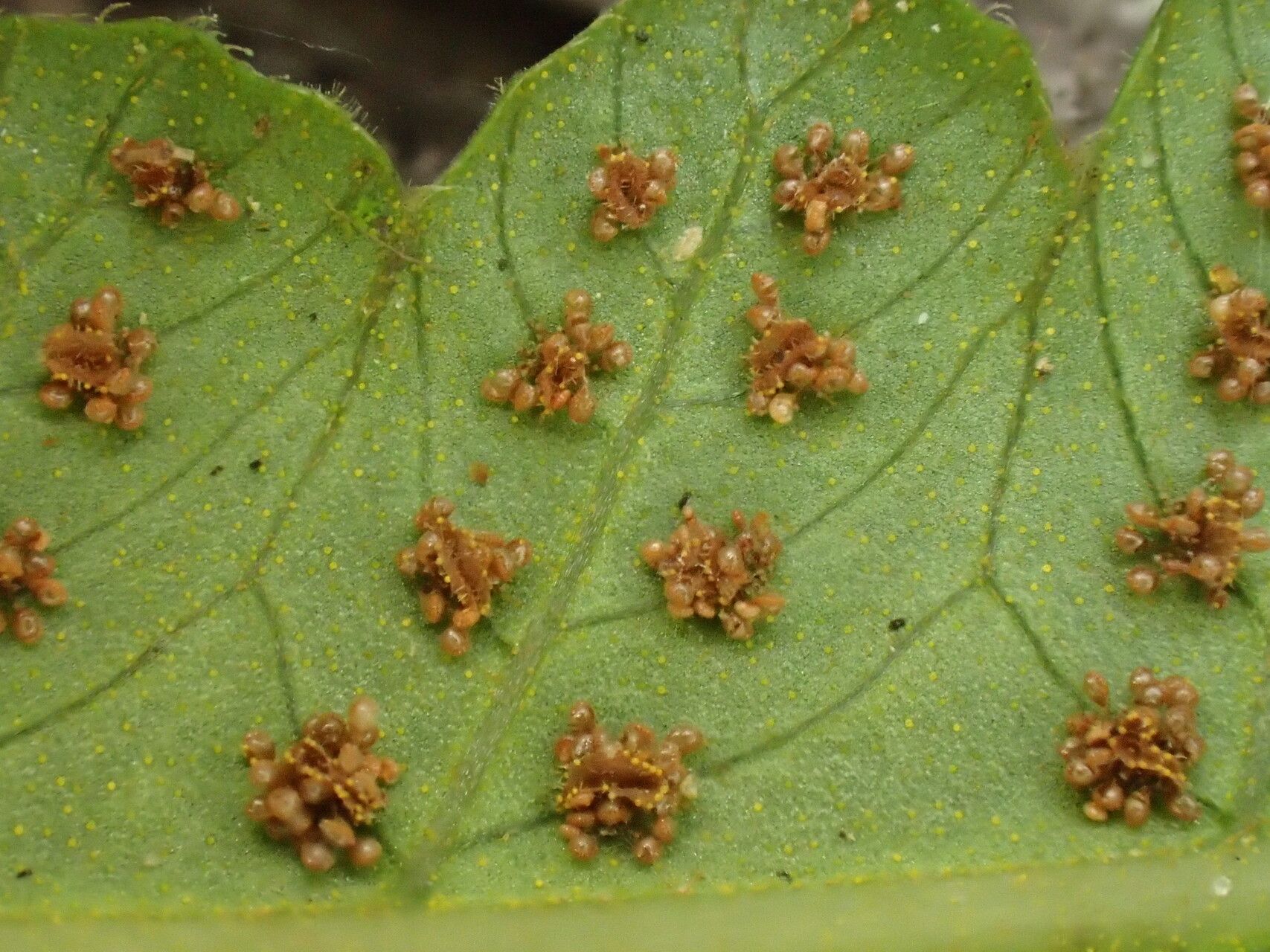 Thelypteris arbuscula fruit