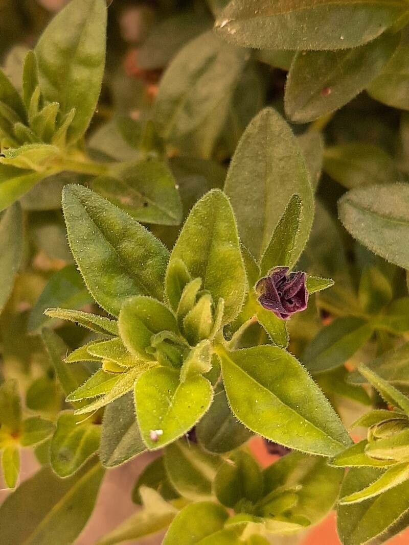 Anchusa officinalis x Anchusa undulata subsp. hybrida — search result for 'Anchusa'