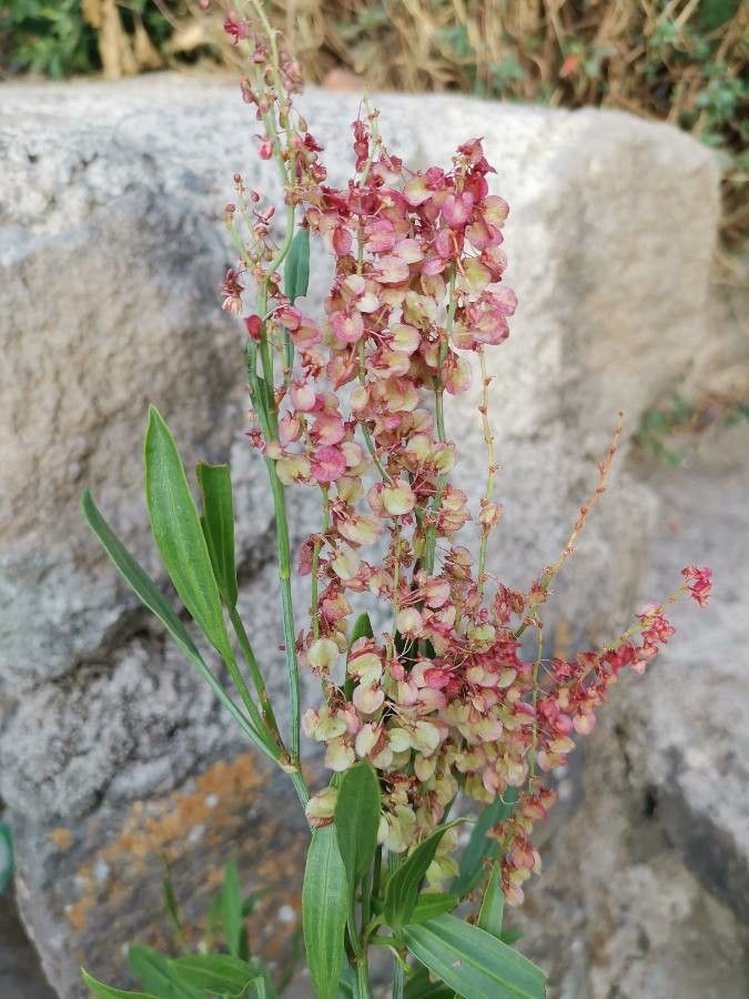 Rumex nervosus flower
