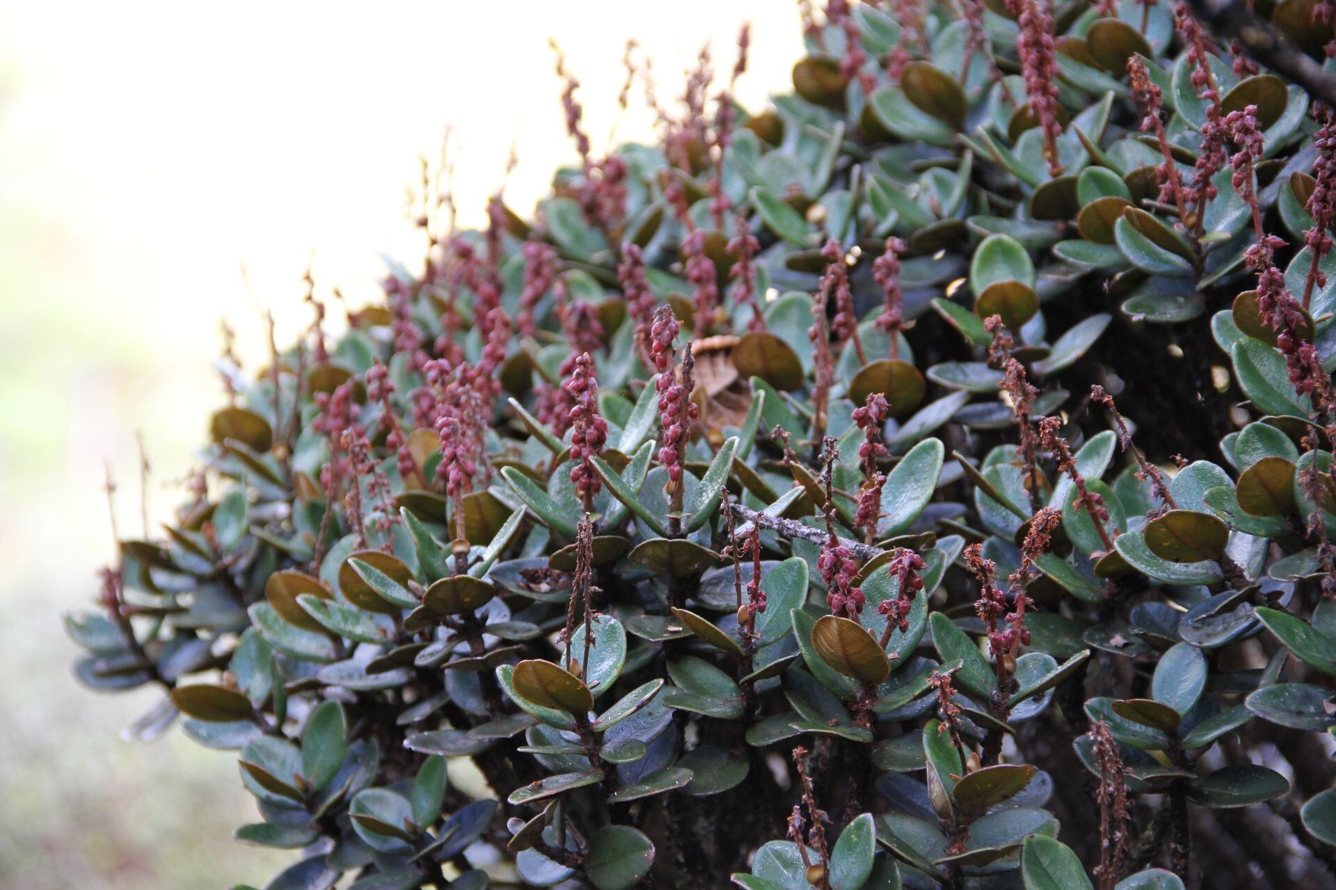 Cunonia rotundifolia habit
