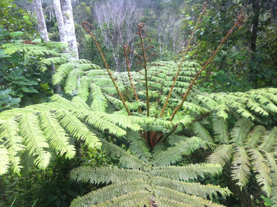 Alsophila hyacinthei habit