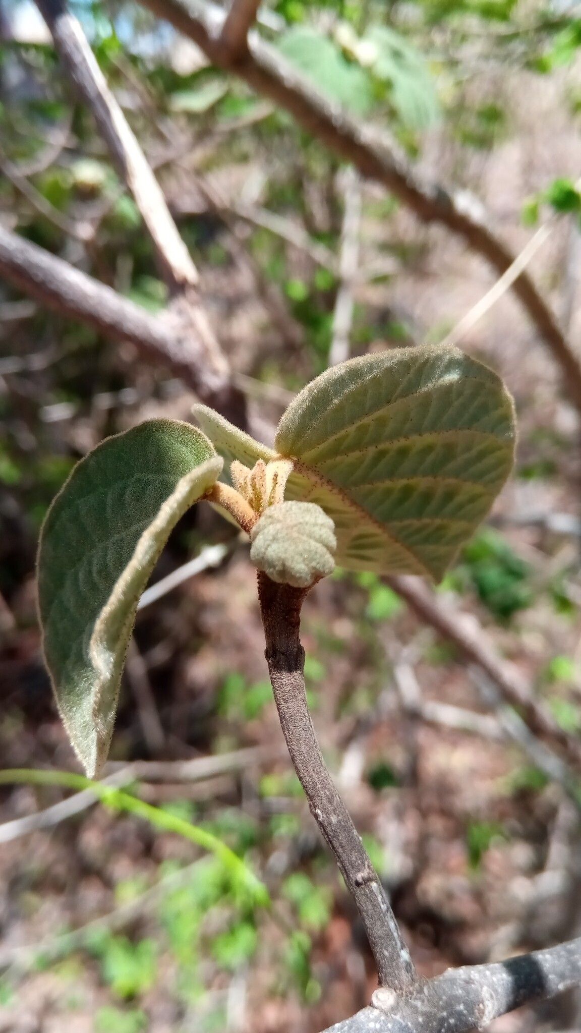 Croton danguyanus leaf