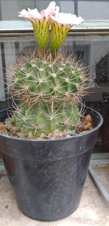 Ferocactus haematacanthus bark