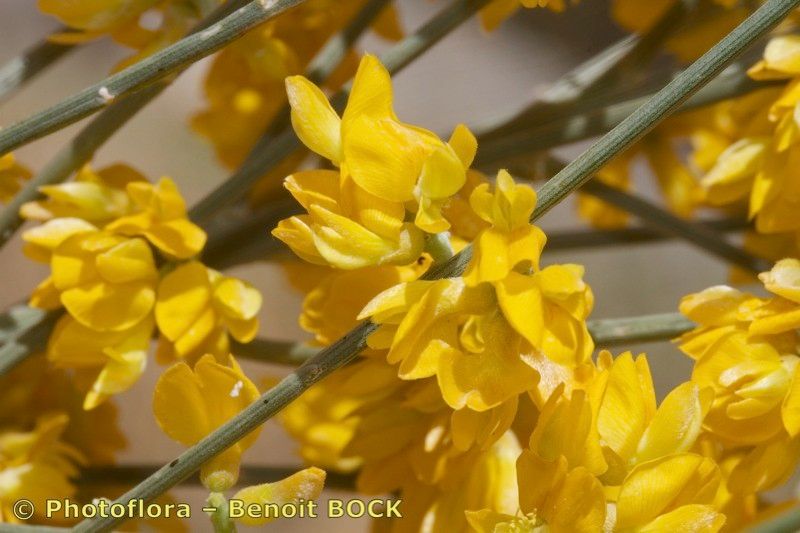 Retama dasycarpa flower