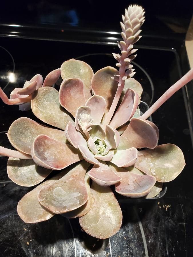 Echeveria difractens leaf