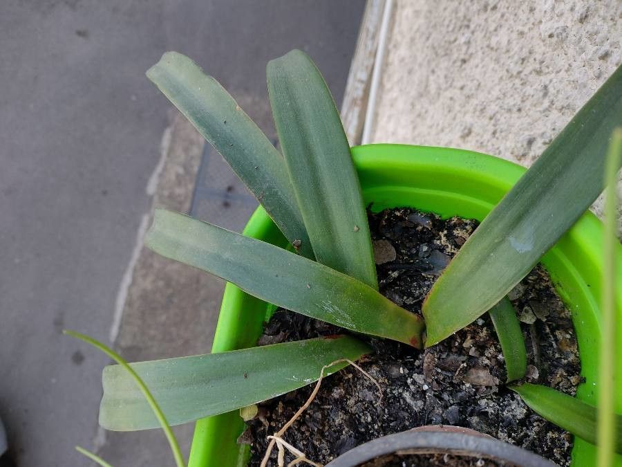 Rhodophiala andicola — related species from the same genus