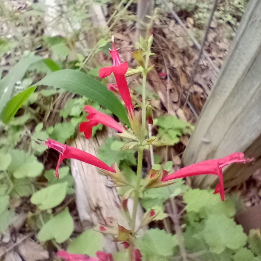Salvia roemeriana flower