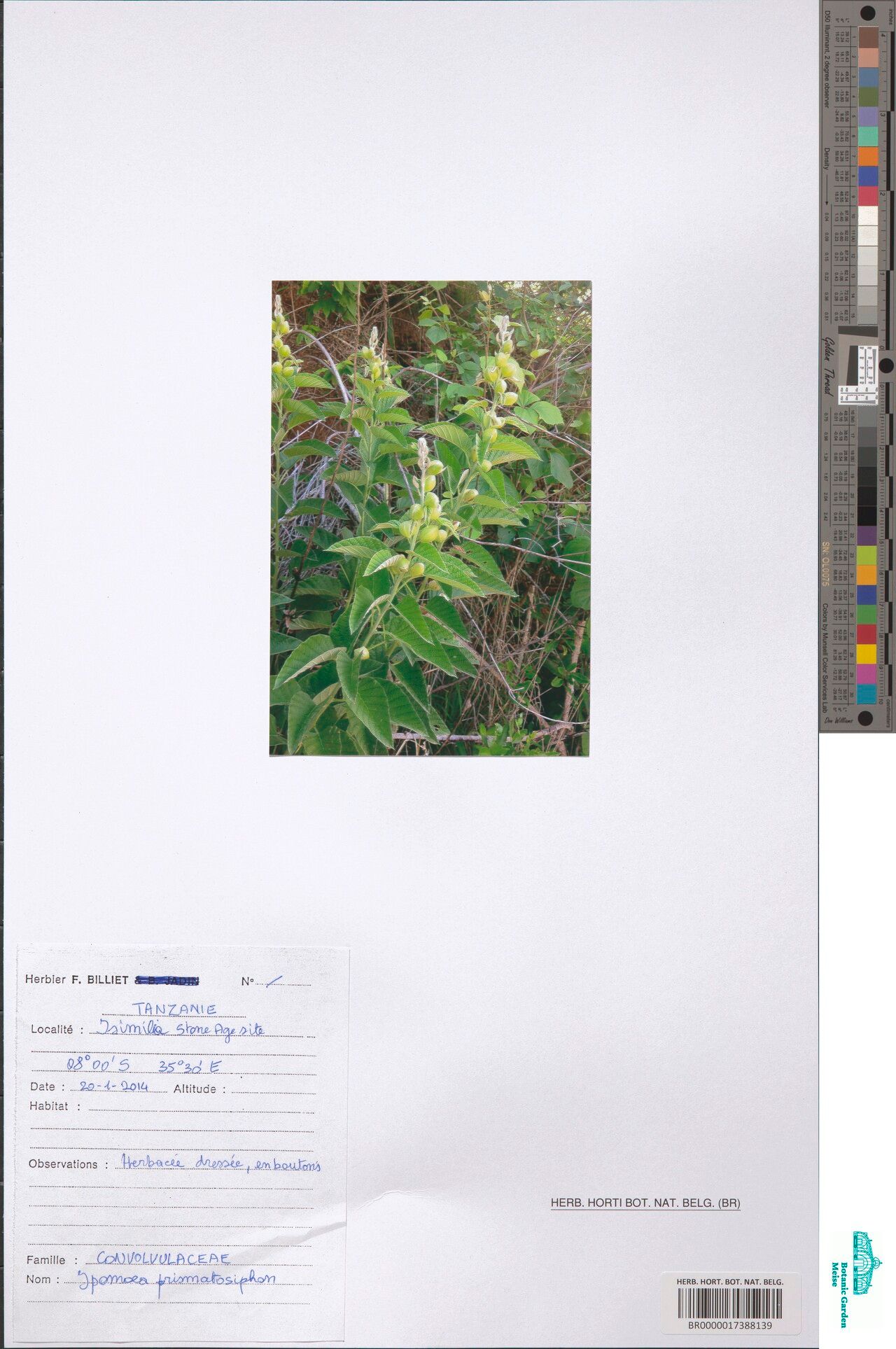 Ipomoea prismatosyphon — houseplant care guide