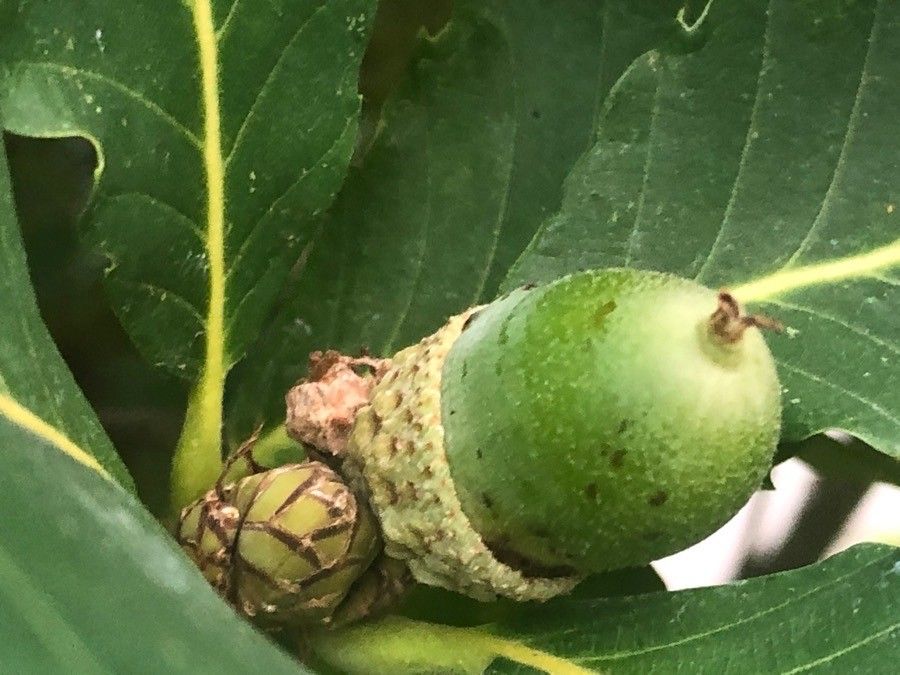 Quercus pontica fruit