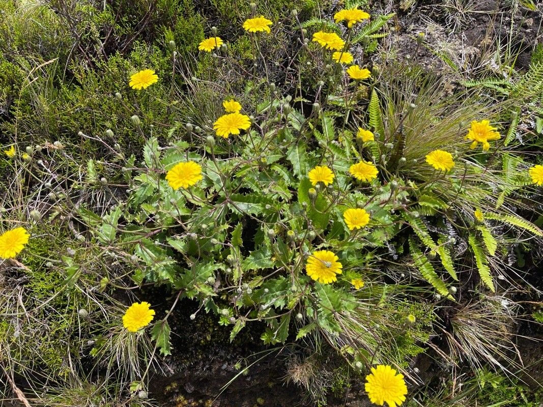 Leontodon filii habit