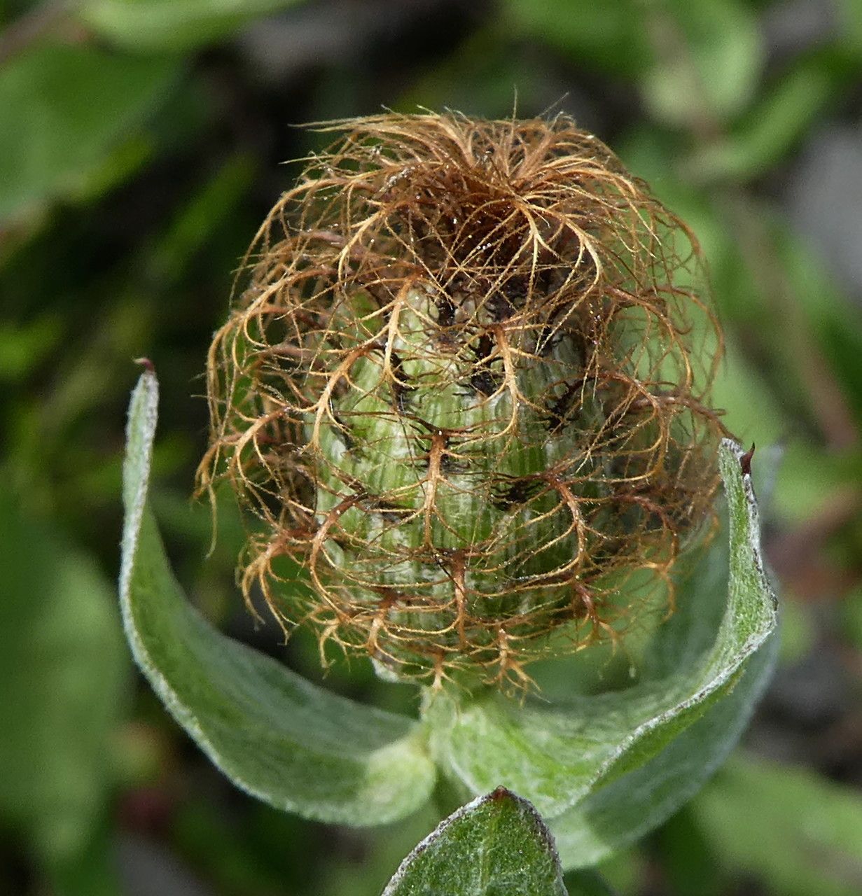 Centaurea pectinata fruit
