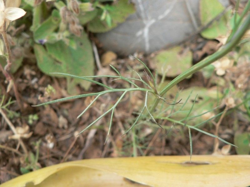 Nigella nigellastrum — search result for 'Nigella'