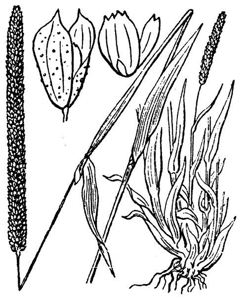 Phleum paniculatum other