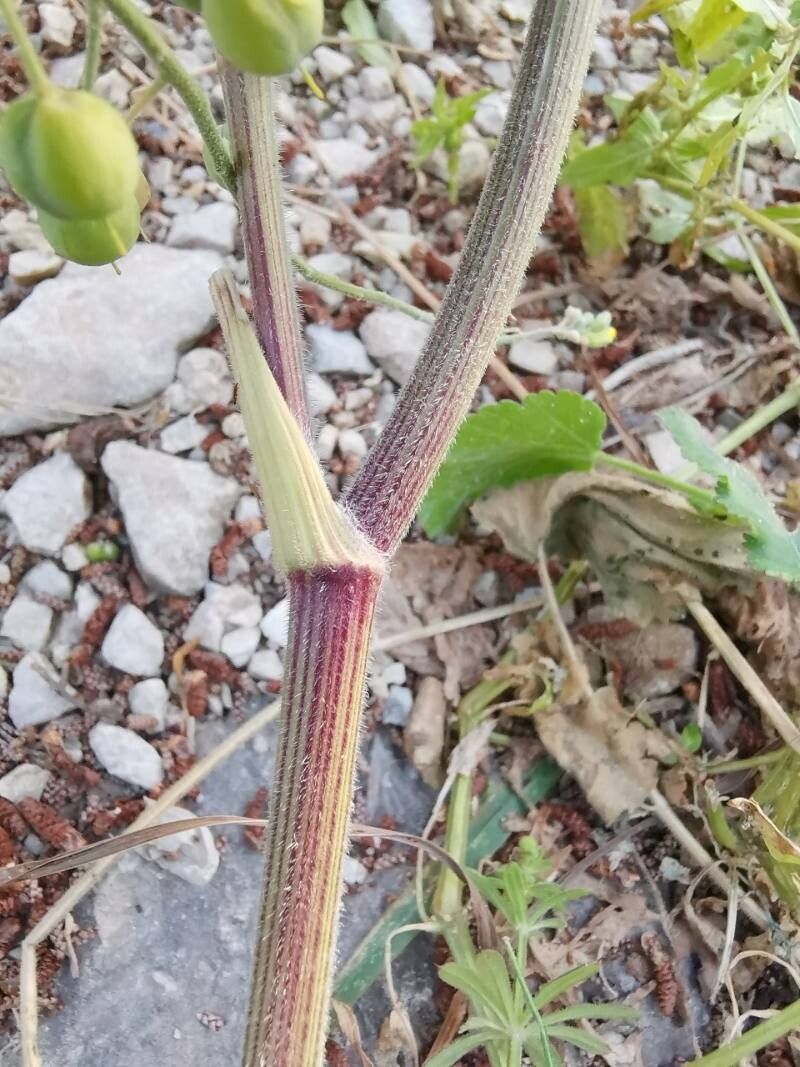Tordylium officinale bark