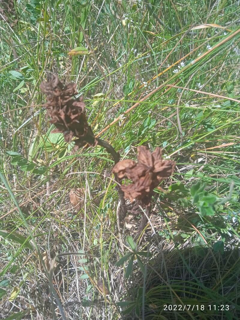 Orobanche minor fruit