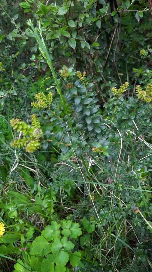 Maytenus chubutensis leaf