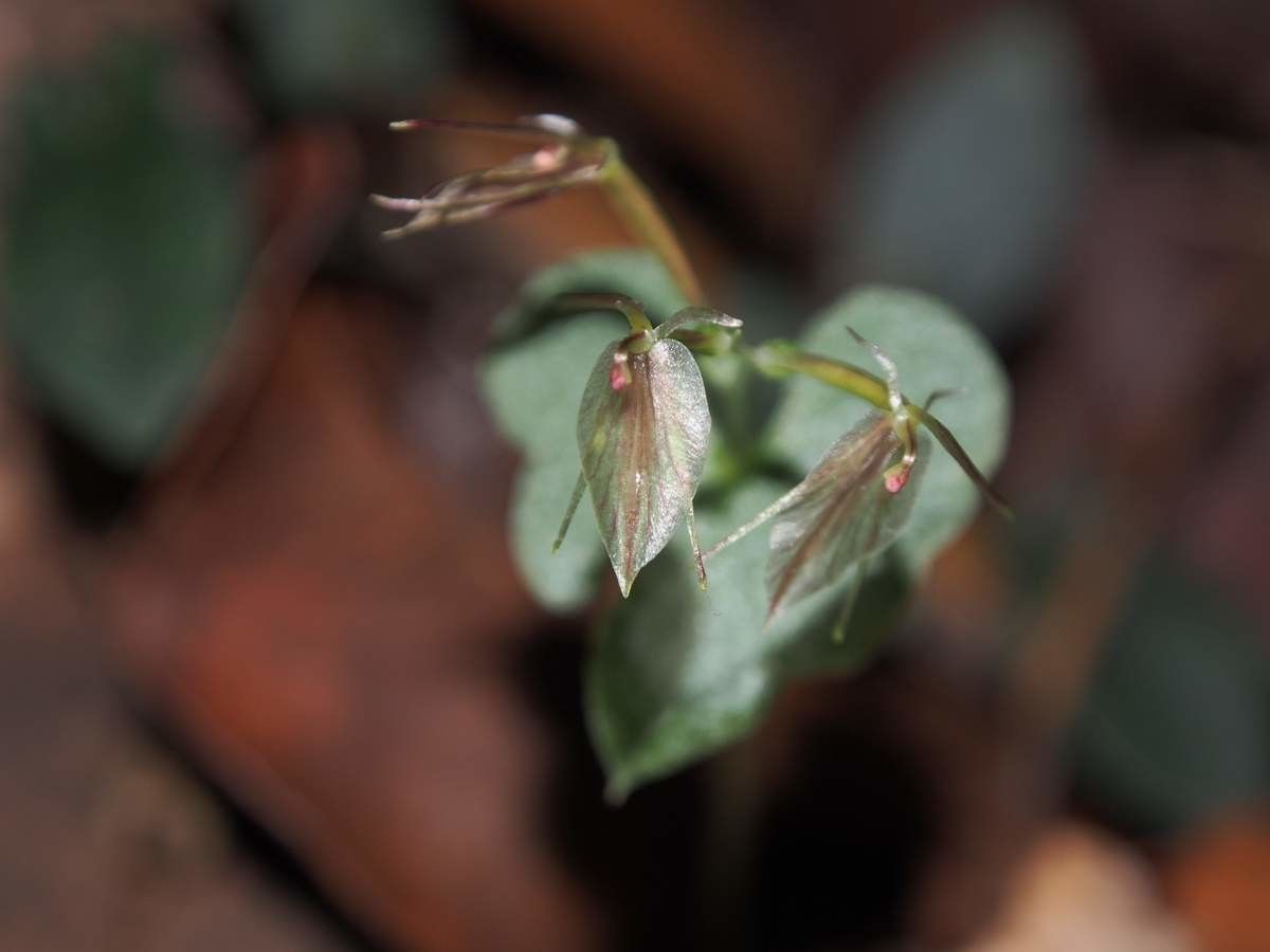 Acianthus tenellus fruit