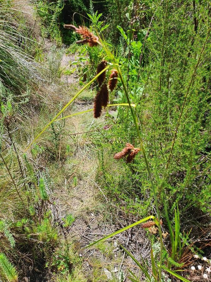 Carex vallis-rosetto — houseplant care guide