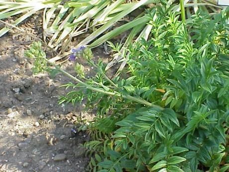 Polemonium foliosissimum habit
