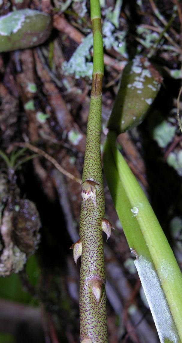 Bulbophyllum pinelianum bark