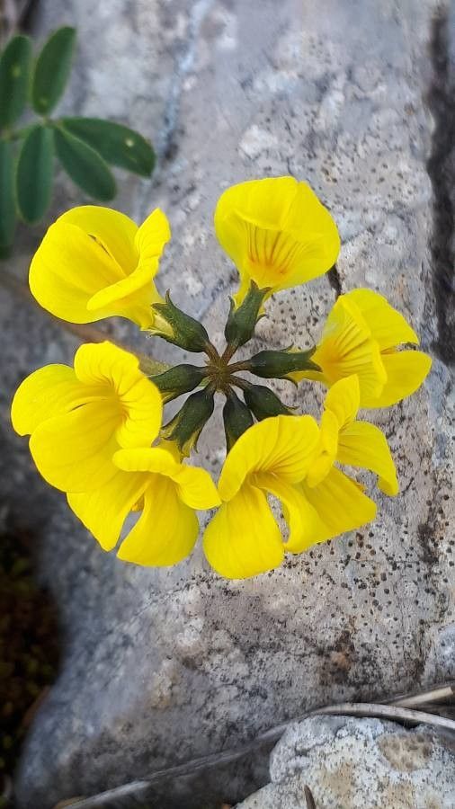 Coronilla coronata flower