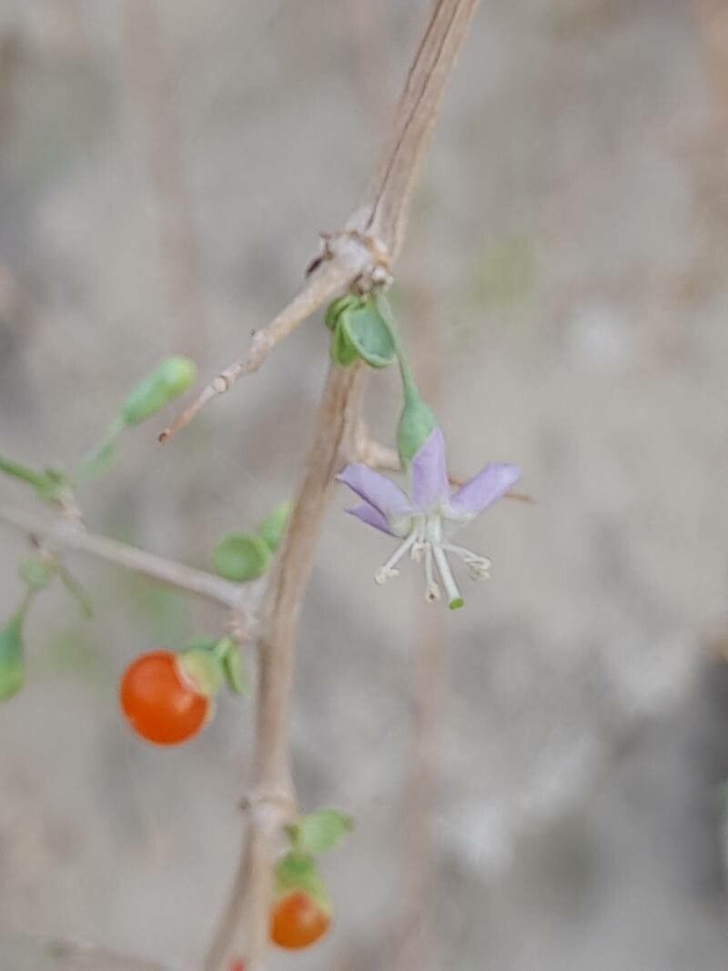 Lycium depressum flower