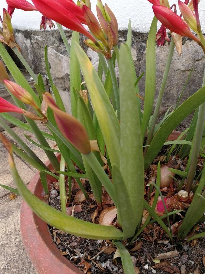 Cyrtanthus elatus — search result for 'Amaryllidaceae'