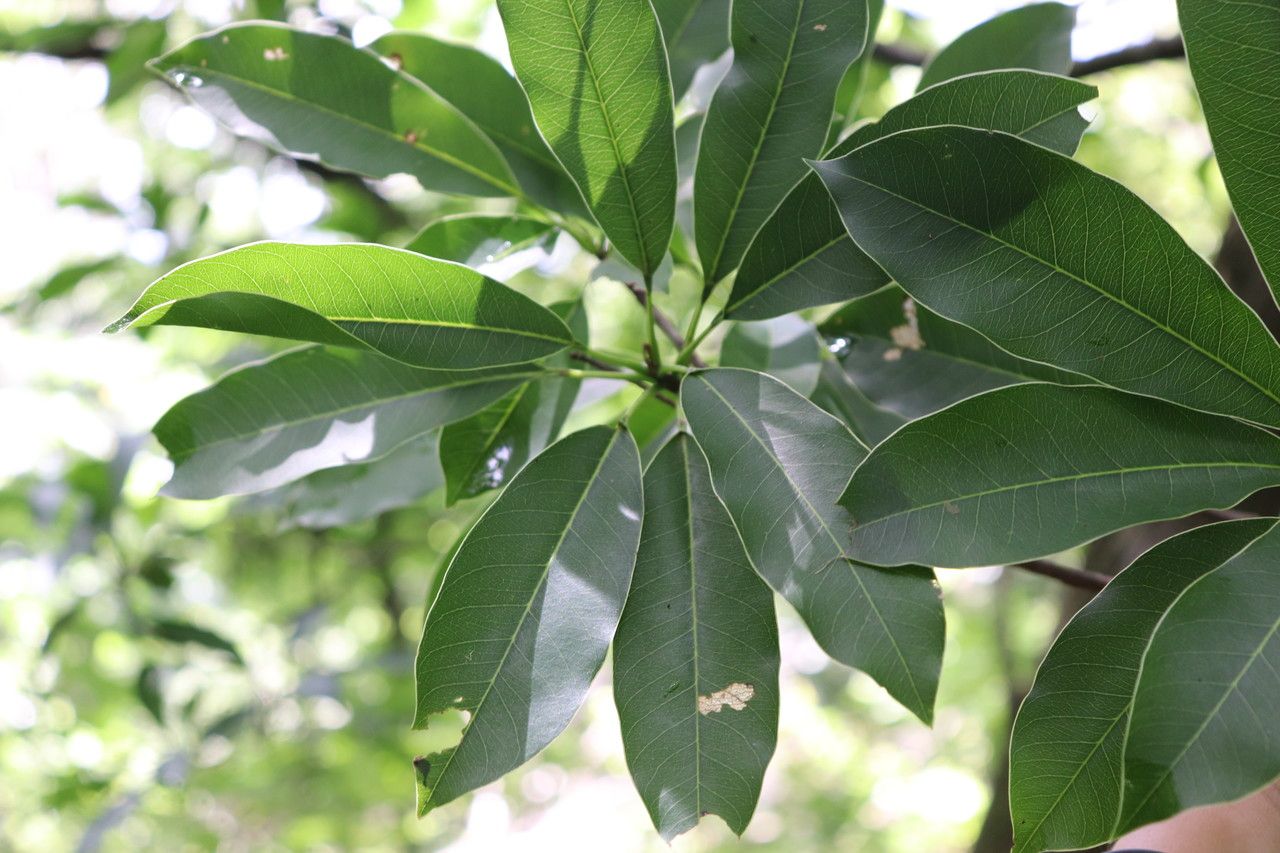 Sideroxylon capiri leaf