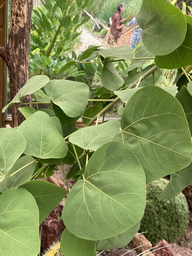 Erythrina madagascariensis — search result for 'Erythrina'