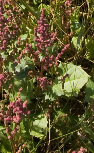 Chenopodium rubrum flower
