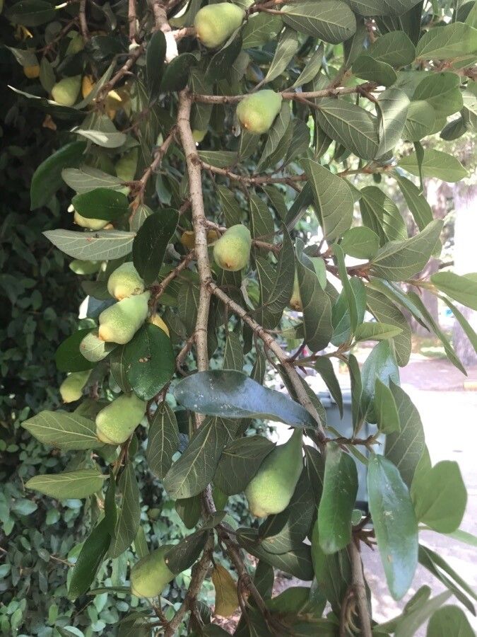 Ficus velutina fruit