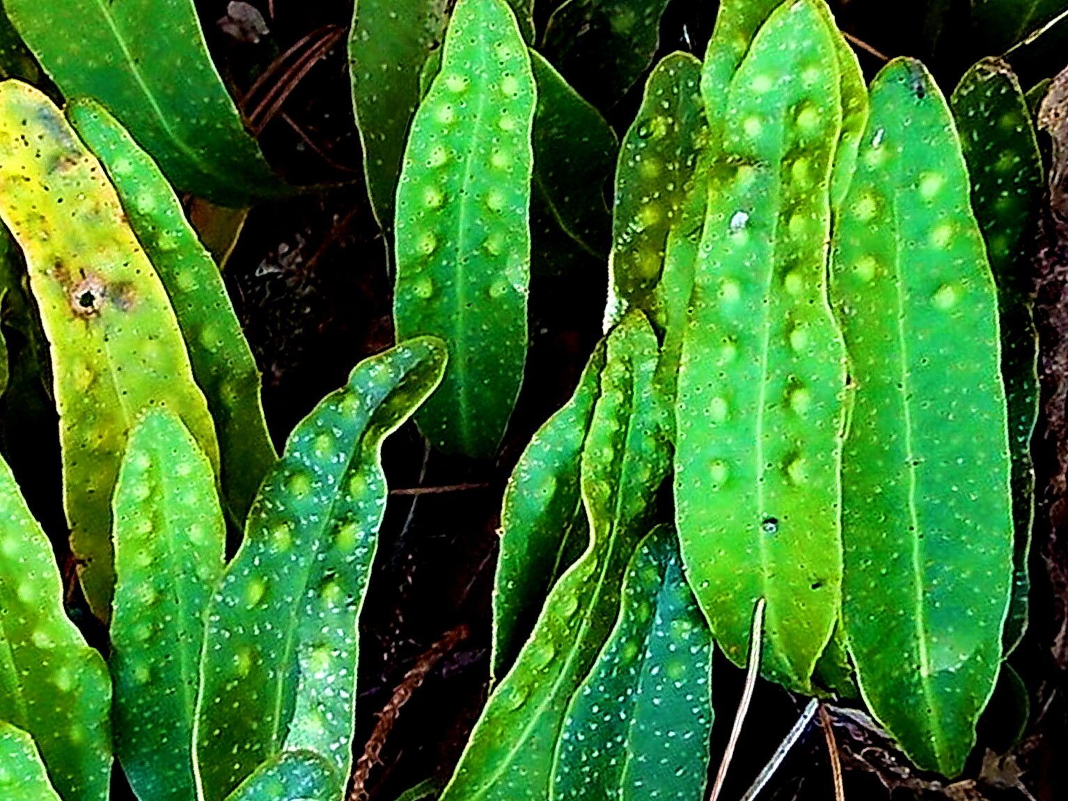 Pleopeltis polylepis — houseplant care guide