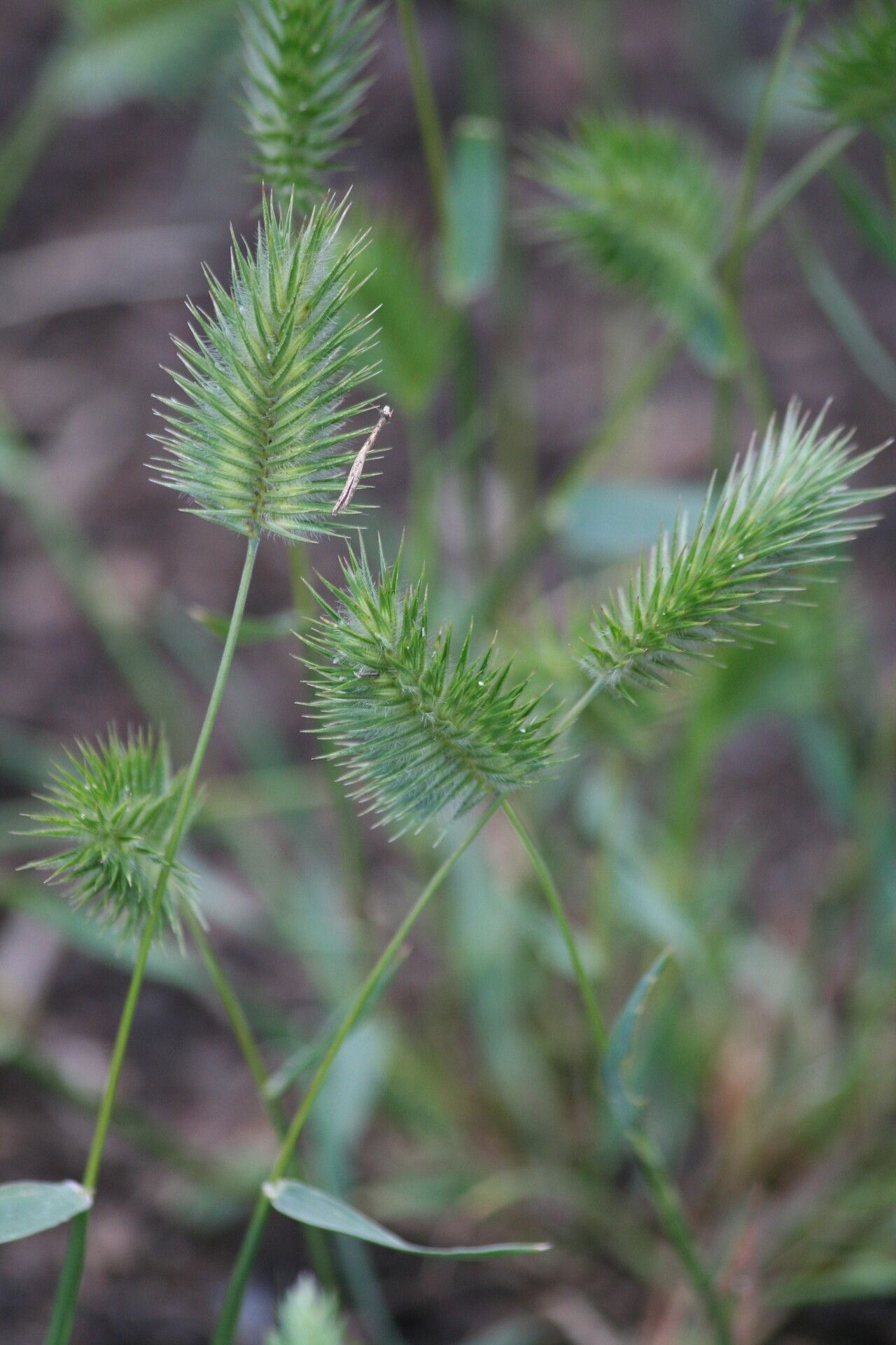 Eremopyrum bonaepartis flower